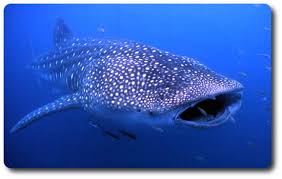 Learn All About The Whale Shark Whale Shark Facts Shark