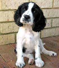 See more ideas about springer spaniel, spaniel, english springer spaniel. Pin On Cute Animals