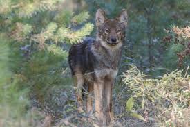 There are few creatures more fearsome and mighty than the wolf, and there's no better place to find a wolf wallpaper than unsplash. Eastern Wolf Wikipedia