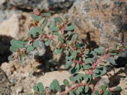 Image result for Euphorbia granulata