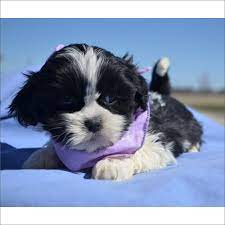 Lhasa Apso Puppy For Sale In Tucson Az Adn 25155 On Puppyfinder Com Gender Female Age 6 Weeks Old Lhasa Apso Lhasa Apso Puppies Puppies For Sale