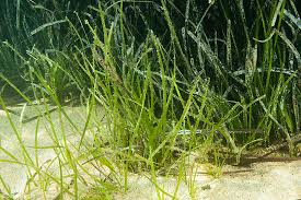 Image result for Cymodoceaceae