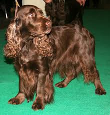 19 to 20 inches at the shoulder weight: Field Spaniel Wikipedia