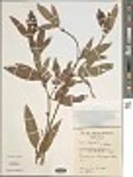 Image result for Pleurolobus salicifolius