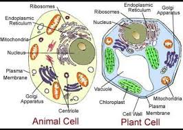 Labeled diagram of a plant and animal cell. Draw A Labelled Diagram Of Plant Cell And Animal Cell Brainly In