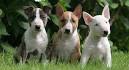PuppyFind | English Bull Terrier Puppies for Sale