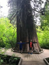 Maybe you would like to learn more about one of these? Grove Of The Patriarchs Mount Rainier Nationalpark Aktuelle 2021 Lohnt Es Sich Mit Fotos Tripadvisor