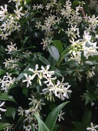 Image result for Trachelospermum jasminoides