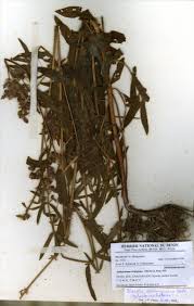 Image result for Melastomastrum segregatum