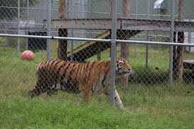 Pide aquí o contáctanos y tomamos tu pedido personalmente: Abandoned Tiger Now Calls Murchison Ranch Home Tylerpaper Com
