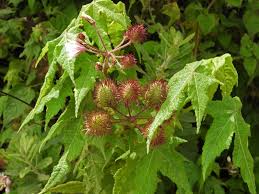 Image result for Sparrmannia ricinocarpa