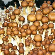 Golden Teacher Spores - Mushroom Spores 🍄 SporeStore.com