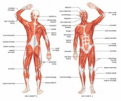 Muscle anatomy quiz for anatomy and physiology! Human Muscles Labeled Koibana Info Human Muscle Anatomy Human Muscular System Human Body Muscles