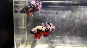 Seperti biasa kita unboxing ikan cupang. Cupang Avatar Gold Copper Youtube