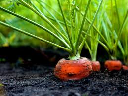 Wer möhren im garten pflanzen möchte, kann sich zunächst zwischen frühen und späten sorten. Karotten Pflanzen Tipps Tricks Auf Hagebau De