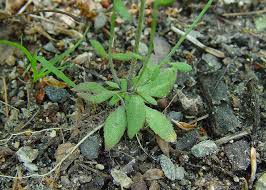 Arabidopsis thaliana (mouse-ear thale ...