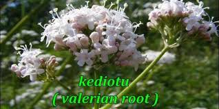 Stres Uzuntu Sikinti Icin Kediotu Koku Sende Deneyebilirsin Bitki Stres Cicek