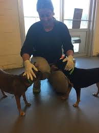 I received an email from atlanta pet rescue asking if we would be interested in donating it for an auction you were having. Jes Volunteers At The Atlanta Pet Rescue And Adoption Center Jes Holdings Llc