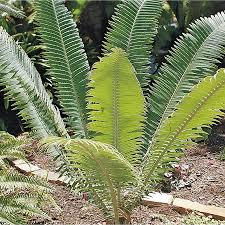 Image result for Dioon