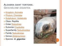 Aldabra Giant Tortoise - Facts, Diet, Habitat & Pictures On Animalia.Bio