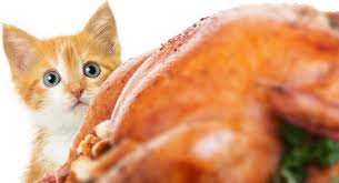 Can Cats Eat Turkey Official Golden Retriever