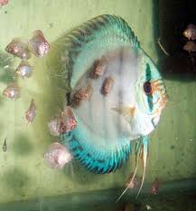 Pin On Discus Fish Symphysodon Species And Hybrids