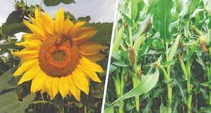Rafinat de floarea soarelui si, de asemenea, titei brut din seminte de rapita. Bursa AgricolÄƒ Care Este Alegerea CaÈ™tigÄƒtoare Porumb Sau Floare Revista Ferma
