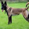 A belgian malinois looks sort of like a smaller, blonder german shepherd, and is sometimes even mistaken for a german shepherd. 3