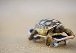 What Is Your Animal Soulmate Baby Turtles Cute Animals Turtle