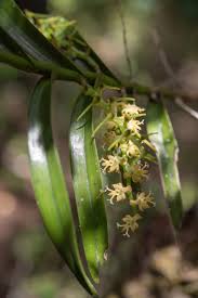 Image result for Tridactyle bicaudata