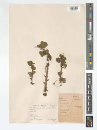 Image result for Sterculia africana