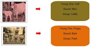 The cub of each animal is named in different ways. Class 1 Animals Their Babies Sounds Groups English Square