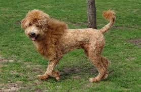 He has longer hair on the tail, body, ears, and legs (legs may be slightly feathered); Best Types Of Goldendoodle Haircuts We Love Doodles