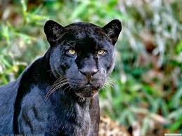 Black panther animal hd wallpaper for laptop. 44 Black Panther Hd Wallpaper On Wallpapersafari