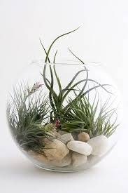 We did not find results for: Decorating With Air Plants Air Plant Displays And Terrarium My Tasteful Space