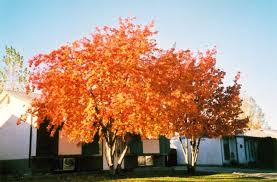American Mountain Ash Sorbus Americana At Salisbury Greenhouse And Landscaping Mountain Ash Autumn Garden Garden Center