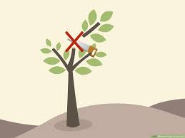 I cannot find any evidence of borer's (dust, holes, sap etc). How To Prune A Lime Tree 10 Steps With Pictures Wikihow