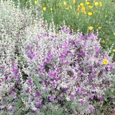 Silver Cloud Texas Sage