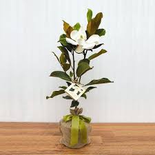 Southern Magnolia Tree Trees Seedlings The Sympathy Store Southern Magnolia Tree Tree Seedlings Southern Magnolia
