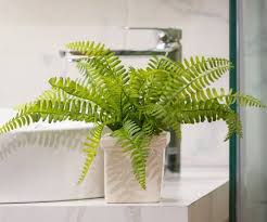 We did not find results for: La Fougere Plante Deco Et Tendance En Interieur