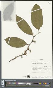 Image result for Drypetes gerrardii