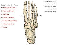 Tarsal Bones Of The Foot The Tarsal Bones In The Foot Are Located Amongst Tibia Metatarsal Bones And Fibula There Are I Anatomy Bones Anatomy And Physiology