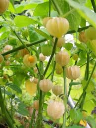 Image result for Physalis pubescens