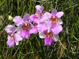 Maybe you would like to learn more about one of these? Pin By Steven Lek Retire Do What On Singapore Singapore Botanic Gardens Orchids Garden Singapore Garden