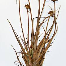 Image result for Sonchus dregeanus