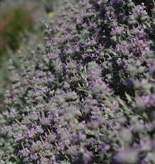 Image result for Salvia stenophylla