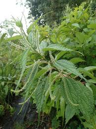 Image result for Boehmeria