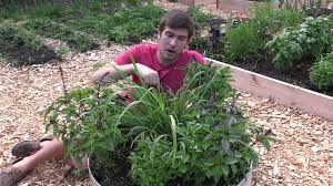 Citronella oil found in lemongrass plants acts as a natural mosquito and whitefly repellent. How To Grow Lemongrass Complete Growing Guide Youtube