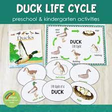 Montessori Inspired Bird Unit Activities For Preschoolers Life Cycles Activities Cycle For Kids Life Cycles Kindergarten