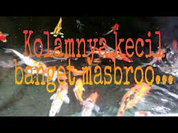 Kolam Koi Kecil Dan Dangkal Tapi Ikannya Sehat Sehat Youtube Kolam Ikan Kolam Ikan